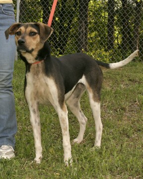Other Photos of thie Dog